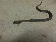 Chùm ảnh rắn chết thảm khi bị nhện độc tấn công