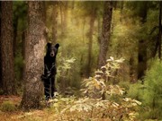 Chùm ảnh vẻ đẹp của thú rừng qua ống kính nhiếp ảnh
