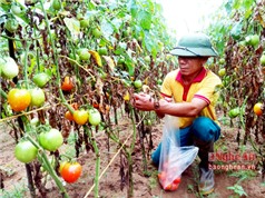 Nghệ An: Sản xuất cà chua sạch ghép trên gốc cà tím