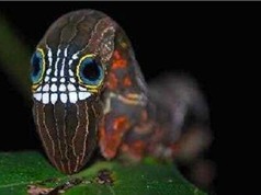 Cận cảnh loài sâu bướm quái vật có đầu "khủng"