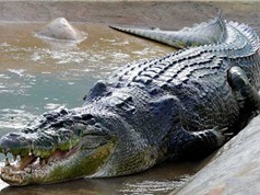 Top 10 loài cá sấu lớn nhất trên thế giới