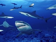 Vùng biển đông cá mập nhất thế giới ở đâu?