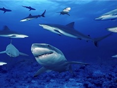 Vùng biển đông cá mập nhất thế giới ở đâu?