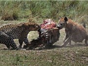 Màn tranh giành thức ăn khốc liệt giữa báo đốm và linh cẩu