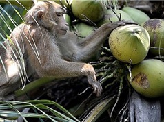 Clip: Hướng dẫn huấn luyện khỉ hái dừa