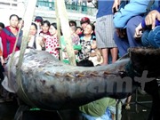 Ngư dân Khánh Hòa bắt được cá ngừ vây xanh quý hiếm 307kg