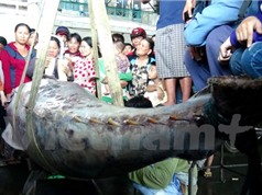 Ngư dân Khánh Hòa bắt được cá ngừ vây xanh quý hiếm 307kg