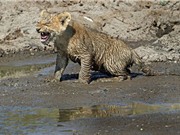 Chùm ảnh sư tử mẹ cứu con thoát vũng lầy