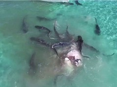 Cận cảnh đàn cá mập xé xác cá voi khổng lồ