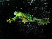 Cảnh con ếch lặn dưới nước như vận động viên chuyên nghiệp