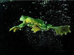 Cảnh con ếch lặn dưới nước như vận động viên chuyên nghiệp