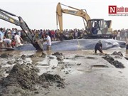 Hàng ngàn người dân xem giải cứu cá voi khổng lồ mắc cạn ở Nghệ An