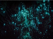 Ảnh đẹp tuyệt mỹ ở hang động đom đóm phát sáng kỳ ảo