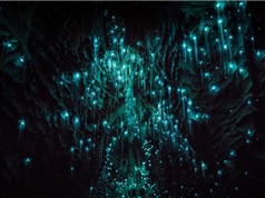 Ảnh đẹp tuyệt mỹ ở hang động đom đóm phát sáng kỳ ảo