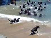 Màn "huyết chiến" kịch tính giữa chó và sư tử biển