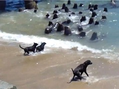 Màn "huyết chiến" kịch tính giữa chó và sư tử biển