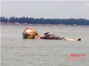 Hình ảnh mới nhất về cá voi chết ở Nghệ An