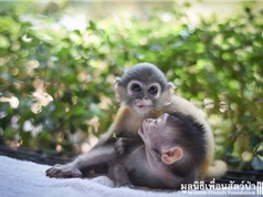 Tình bạn cảm động giữa hai chú khỉ mồ côi khác loài