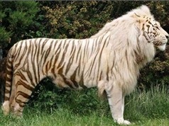 Khám phá về những “đứa con lai” kỳ lạ của hổ và sư tử