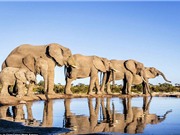 Khám phá cuộc sống tự nhiên của voi châu Phi