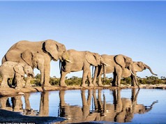 Khám phá cuộc sống tự nhiên của voi châu Phi