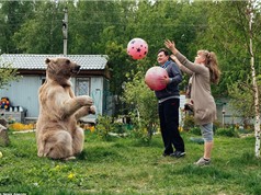 Cặp vợ chồng người Nga nổi tiếng... nhờ sống cùng với gấu 