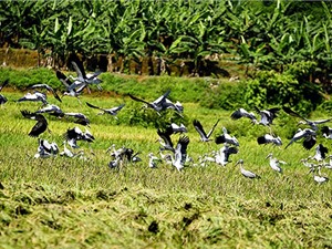 Chùm ảnh bầy chim lạ xuất hiện tại Lào Cai