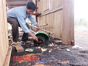 Bình Phước: Bọ đậu đen ngập trong nhà dân