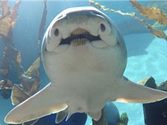 Cá mập cũng có cá tính như con người
