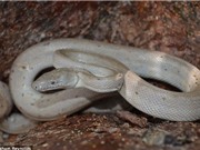Vẻ đẹp kỳ lạ của những con rắn màu bạc 
