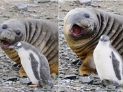 Tình bạn ngộ nghĩnh giữa hải tượng và chim cánh cụt