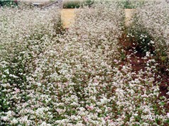 Chiêm ngưỡng vẻ đẹp của vườn hoa tam giác mạch ở Đà Lạt