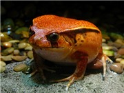 Phát hiện hai loài ếch bỏ qua giai đoạn nòng nọc ở Ecuador
