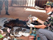 Đền thờ hổ nổi tiếng dính nghi án buôn bán động vật hoang dã