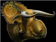 Phát hiện loài khủng long có sừng giống bò tót