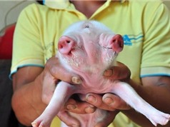 Lợn hai đầu ba mắt xuất hiện ở Trung Quốc