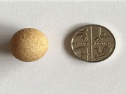 Quả trứng gà nhỏ nhất thế giới chỉ to bằng một đồng xu