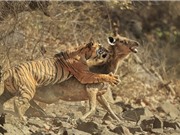 Cận cảnh màn săn hươu "siêu tốc" của hổ