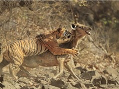 Cận cảnh màn săn hươu "siêu tốc" của hổ