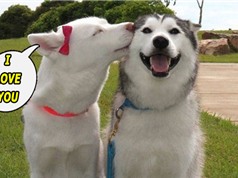 Clip: Những chú chó biết nói “I love you” vô cùng ngộ nghĩnh