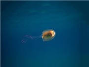 Kỳ lạ: Cá chui vào trong bụng sứa để... quá giang