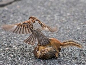 Kịch tính xem chim sẻ ngăn cản cặp sóc chuột hỗn chiến