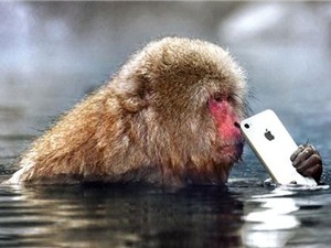 Chán chụp ảnh, khỉ giật iPhone của khách ném xuống hồ
