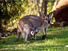 Khám phá khó tin về sinh vật chỉ có ở Australia