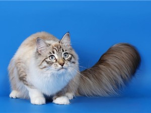Top 10 loài mèo "khủng" nhất thế giới