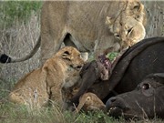 Sư tử mẹ dạy con "xẻ thịt" trâu rừng