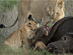 Sư tử mẹ dạy con "xẻ thịt" trâu rừng