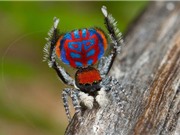"Sởn da gà" loài nhện hoang dã với vẻ ngoài kỳ lạ