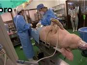 Nuôi cấy bộ phận người trong cơ thể lợn: Nỗi lo lợn trở nên giống người