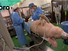 Nuôi cấy bộ phận người trong cơ thể lợn: Nỗi lo lợn trở nên giống người